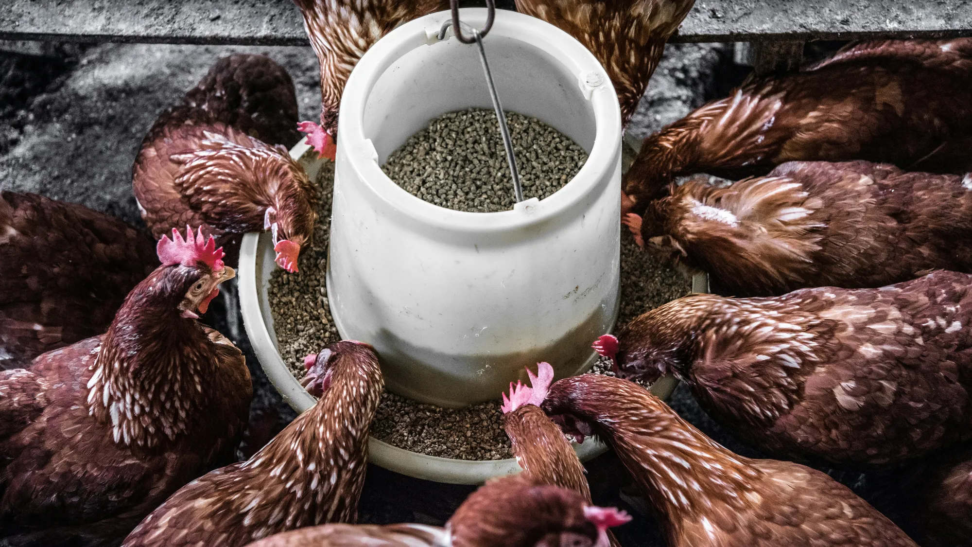 Poultry feeding from a feeder